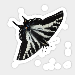 Pale Swallowtail - Freya's Hen Sticker